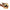 5PCS Matatabi Cat Teeth Cleaning Sticks - Golonzo -