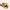 5PCS Matatabi Cat Teeth Cleaning Sticks - Golonzo -