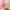 Organic Aloe Vera Natural Lipstick - Color Change-Lipstick-Golonzo