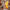 80/100CM Giant Big Size Duck Pillow - Golonzo -                                                                             