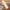 80/100CM Giant Big Size Duck Pillow - Golonzo -                                                                             