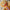 30-60cm Cartoon Cute Gingerbread Man Plush Toys - Golonzo -                                                                             