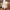 35/50cm Stuffed Alpaca - Standing Alpaca - Golonzo -                                                                             