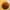 30/40/60cm Happy Half Avocado Family Plush Toy - Golonzo -                                                                             