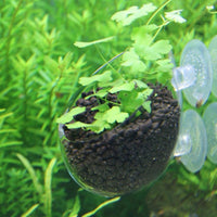 Aquarium Decoration - Mini Crystal Glass Pot Cylinder Cup - Golonzo -                                                                             