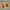 Beauty And The Beast Rose Flower In A Plastic Bottle - Golonzo -                                                                             