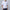 Casual Men's Cotton Long Sleeve Polo Shirt - Golonzo -                                                                             