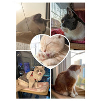 Cat Window Hanging Beds - Golonzo -                                                                             