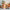 Christmas Lantern Light - Golonzo -                                                                             