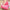 Cute Flamingo Slippers - Golonzo -                                                                             