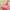 Cute Flamingo Slippers - Golonzo -                                                                             