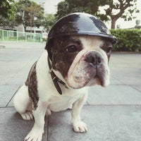 Doggie Helmets - Golonzo -                                                                             
