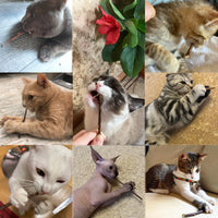 Natural Catnip - Toothpaste Stick Matatabi-Golonzo