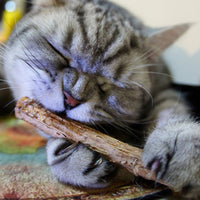 Natural Catnip - Toothpaste Stick Matatabi-Golonzo