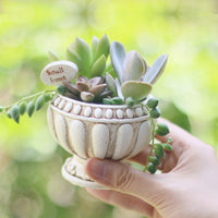 Oddish Planter Oddish Flower Succulent Succulent Flower Pot Plant-Flower Pots-Golonzo