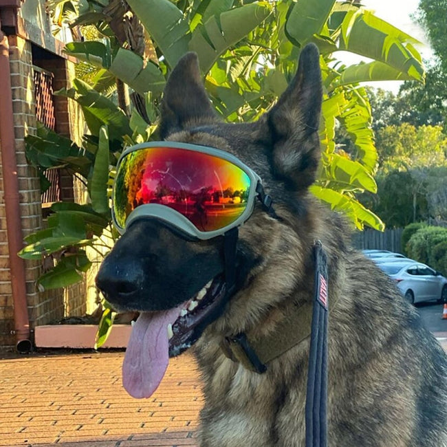Outdoor Dog Pet Glasses-Pet Supplies-Golonzo