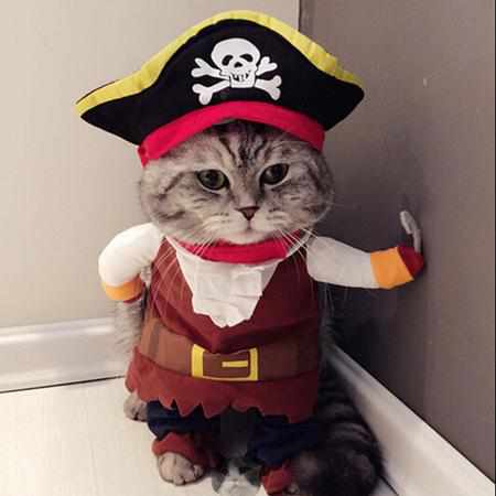 Funny Cat/Dog Pirate Clothes-Dog Apparel-Golonzo